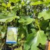 Ficus Carica, Figovník jedlý ´BLANCA GOTA DE MIEL´, kont. C10L, výška: 140-160 cm (-15°C)
